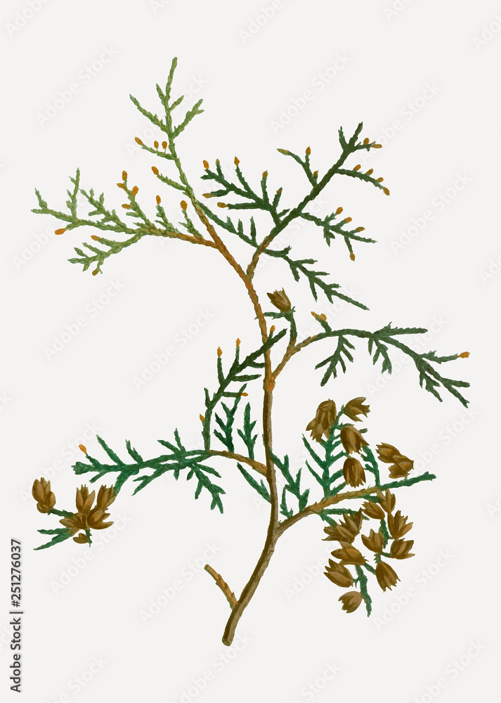 Northern white-cedar branch