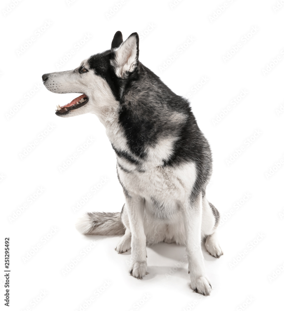 Adorable husky dog on white background