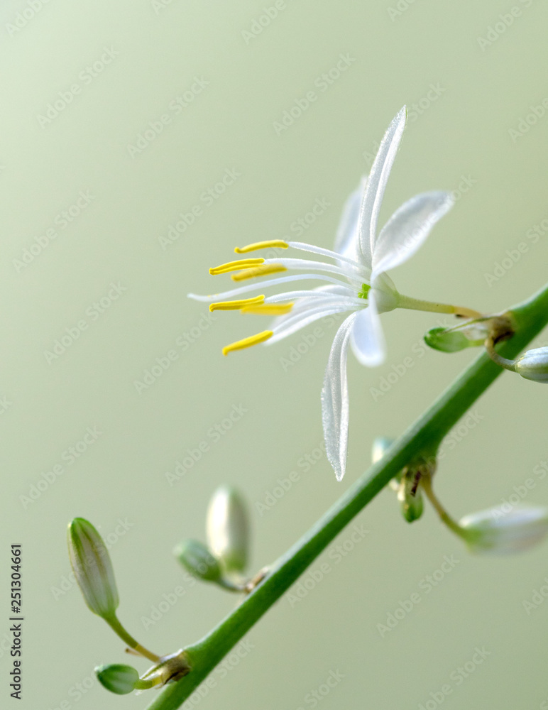 美丽的春花