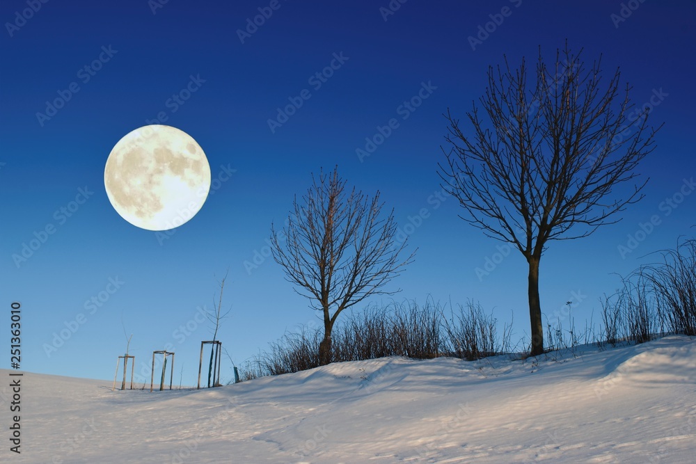 Beautiful winter night scenery with tree silhouetes and full moon