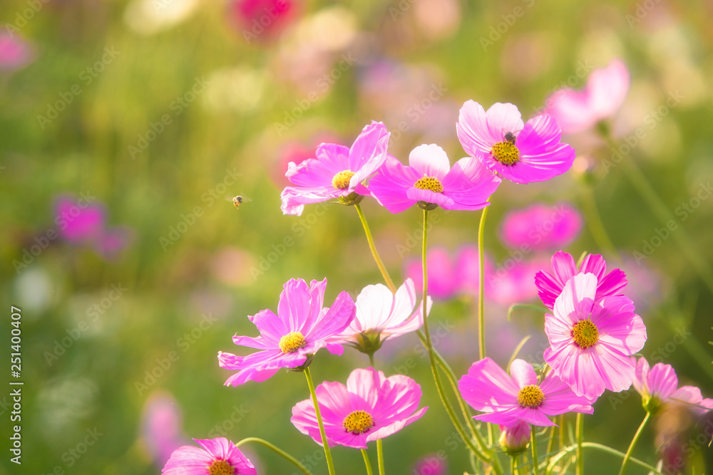 美丽的粉红色花朵，早晨的宇宙之花，花园里盛开的美丽宇宙之花