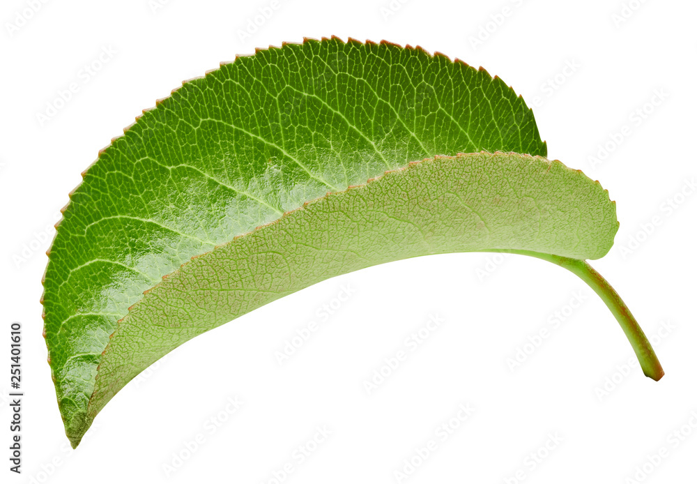 Pears leaves isolated on white