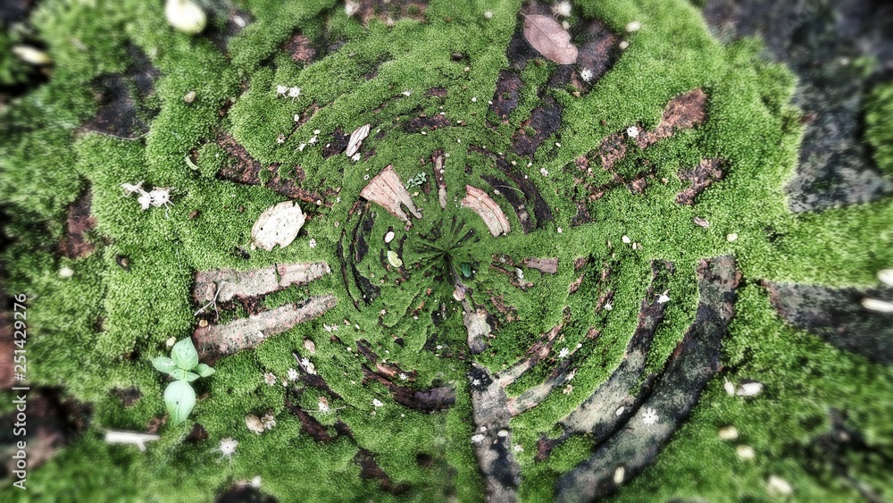 Texture of old brick with green moss