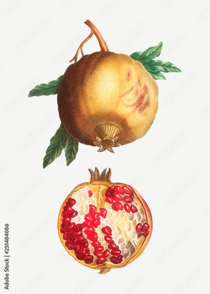 Ripe pomegranate fruit