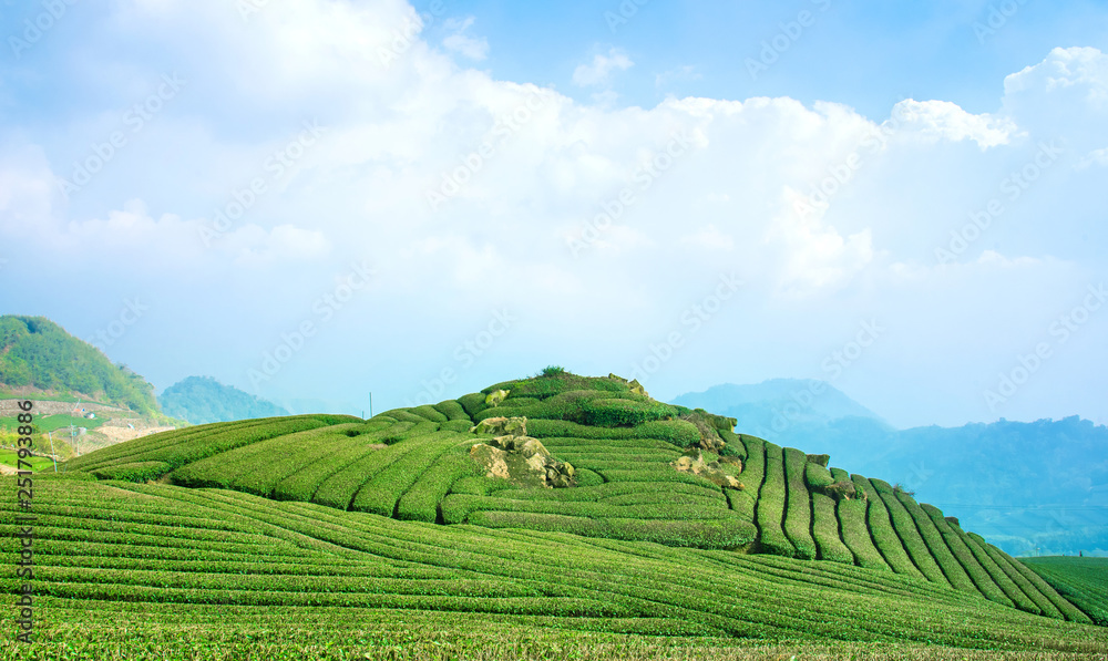 美丽的茶园排景，与蓝天白云隔绝，茶产品的设计理念