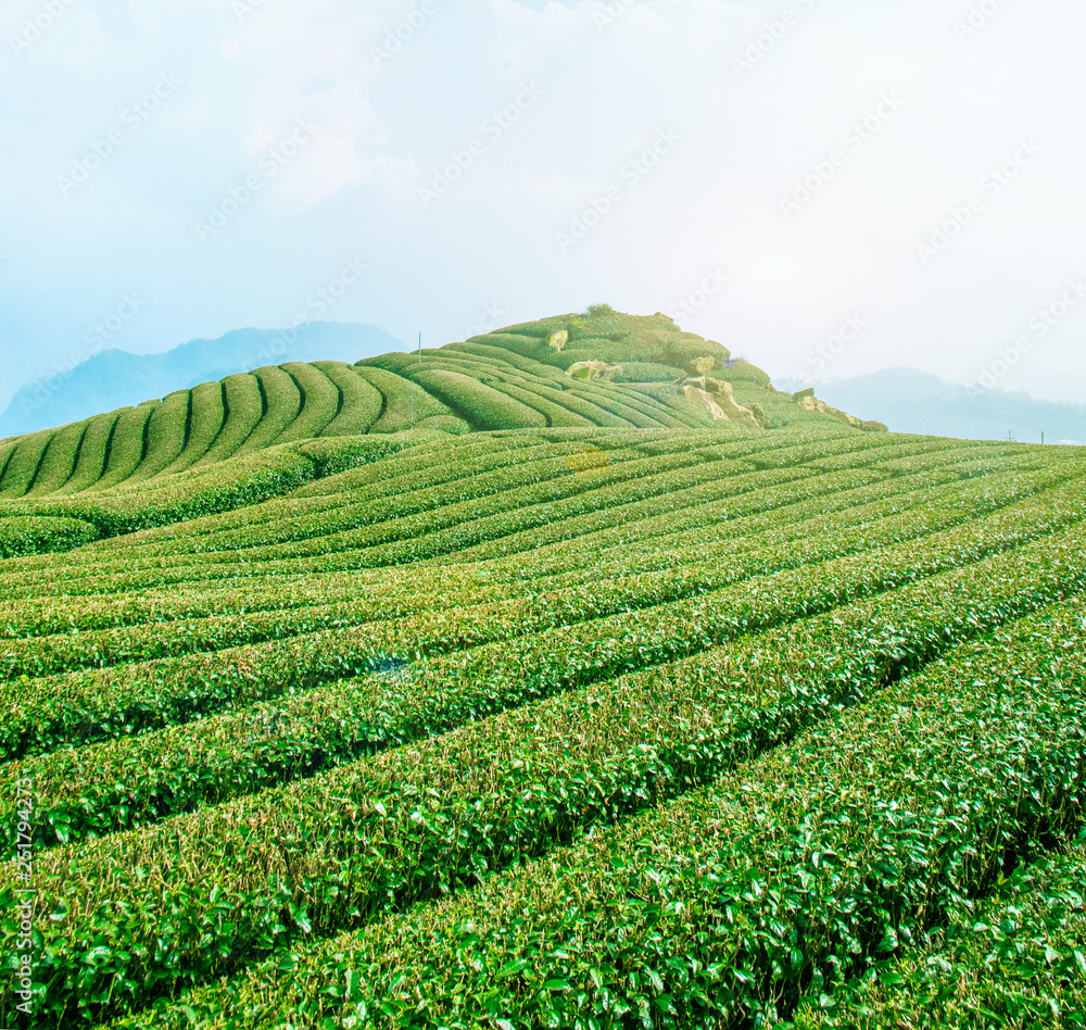 美丽的茶园排景，与蓝天白云隔绝，茶产品的设计理念