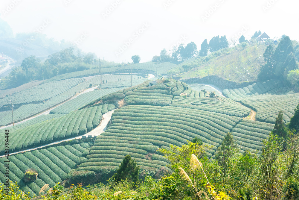 美丽的茶园排景与蓝天白云隔绝，茶产品的设计理念