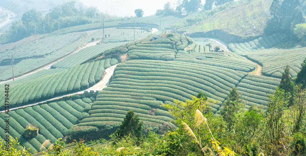 美丽的茶园鳞次栉比，蓝天白云，茶产品的设计理念