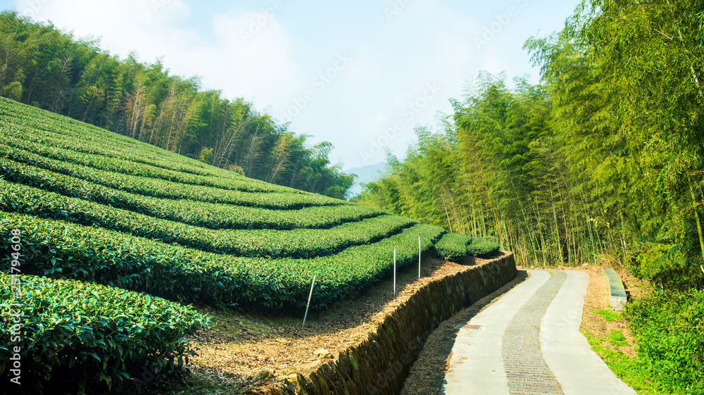 美丽的茶园排景与蓝天白云隔绝，茶产品的设计理念