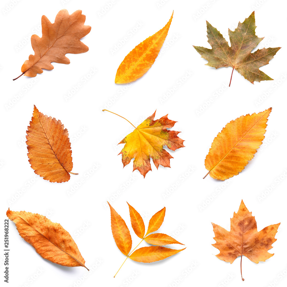 Different autumn leaves on white background