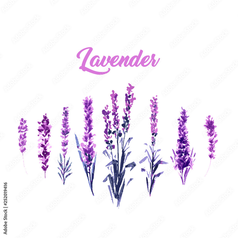 Watercolor or Aquarelle Paintings of Vector Lavender. Set of Isolated Watercolour Lavandula or Hand 