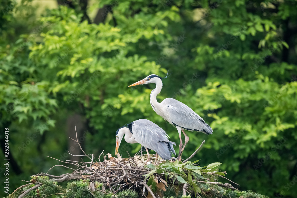 grey heron, ardea cinerea