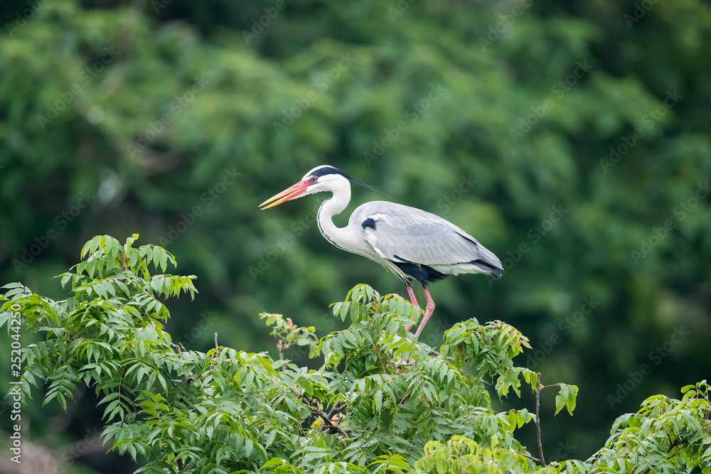 grey heron, ardea cinerea