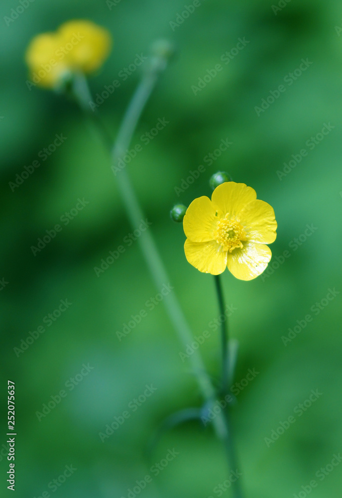 Ranunculus acris flowers