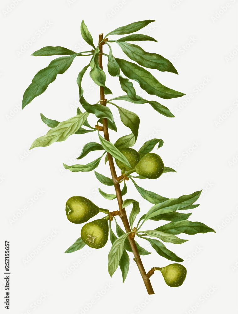 Willow-leaved pear tree