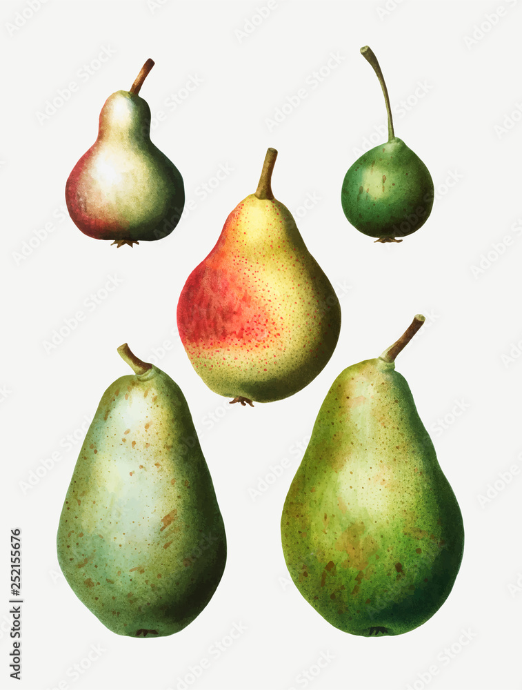 Vintage pear types drawing