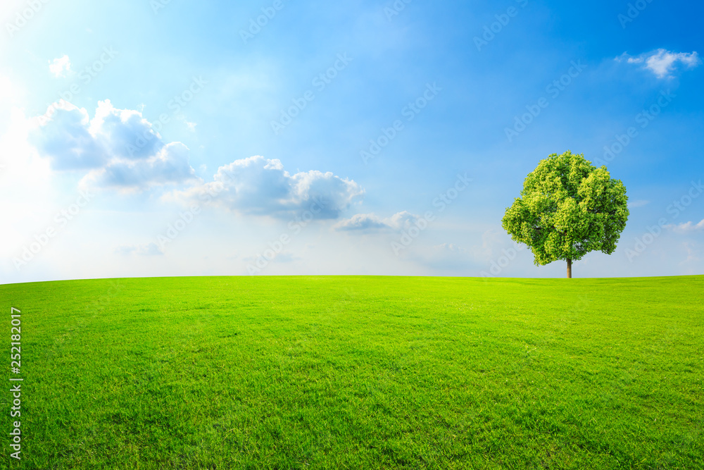 Green tree and grass field with white clouds