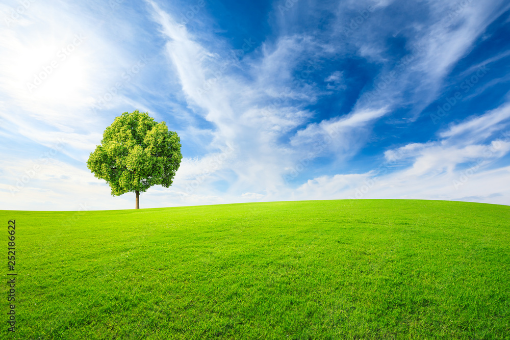 Green tree and grass field with white clouds