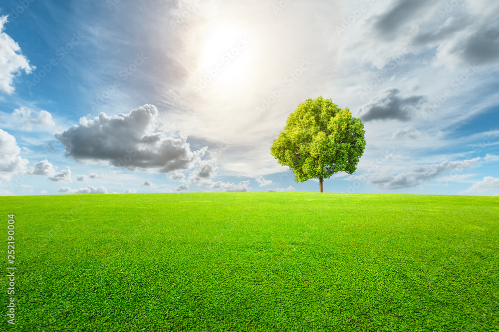 Green tree and grass field with white clouds