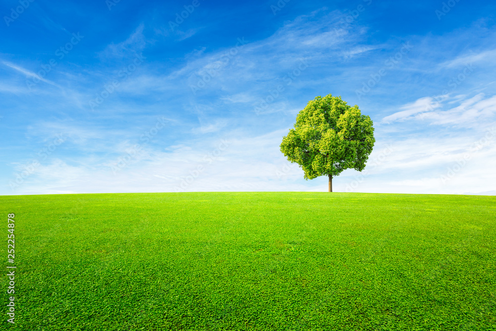 Green tree and grass field with white clouds