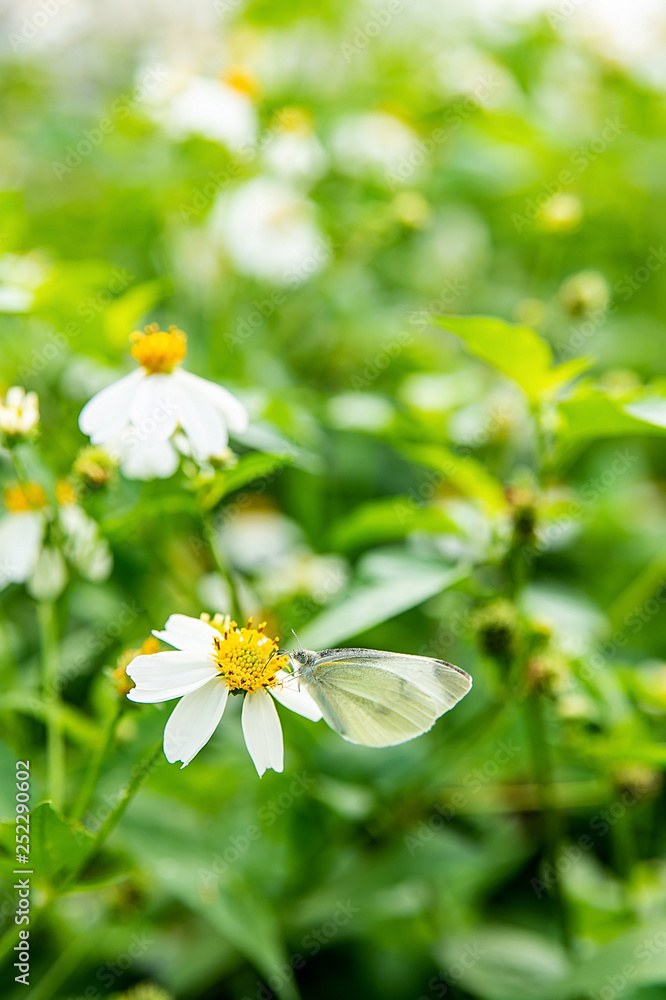 春花白菜蝴蝶