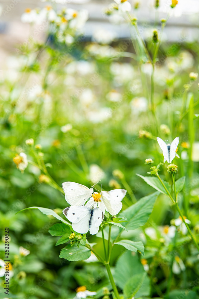 春花白菜蝴蝶