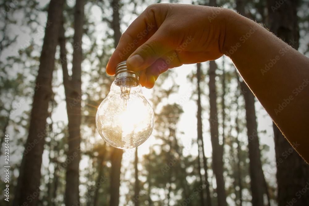 hand holding light bulb with sunlight in forest. solar energy, clean power concept