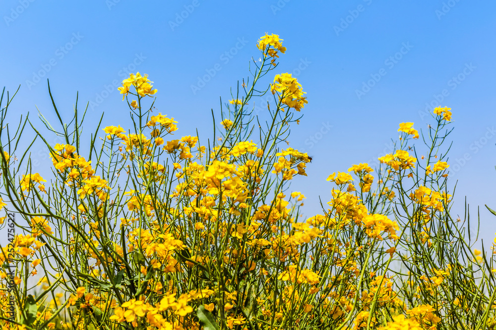 蓝天与黄色油菜花……