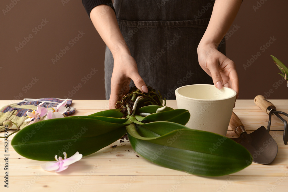 Woman transplanting orchid at table