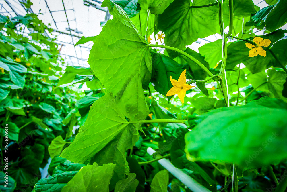 Close up cucumber leaves