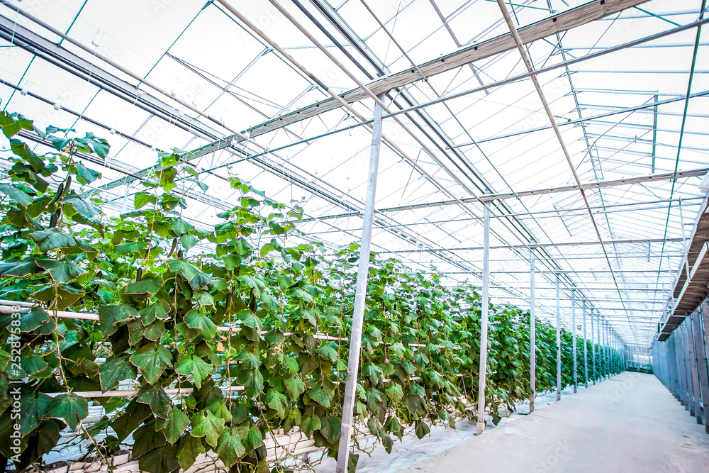 cucumber plants line