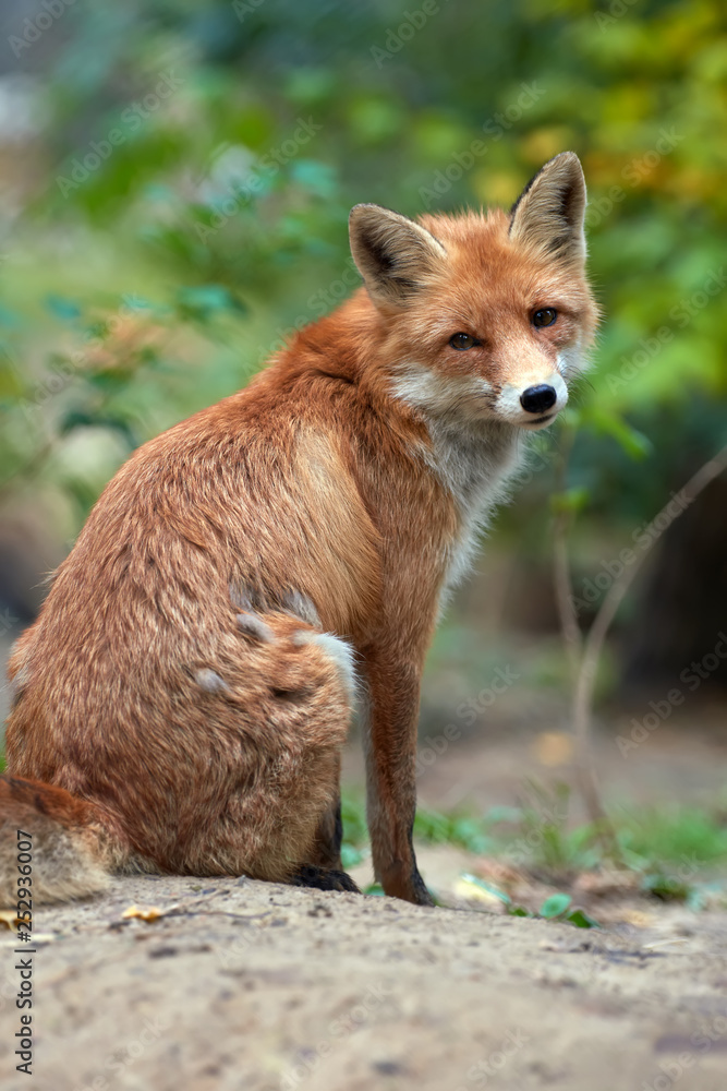 野生幼赤狐（vulpes vulpes）在森林中觅食