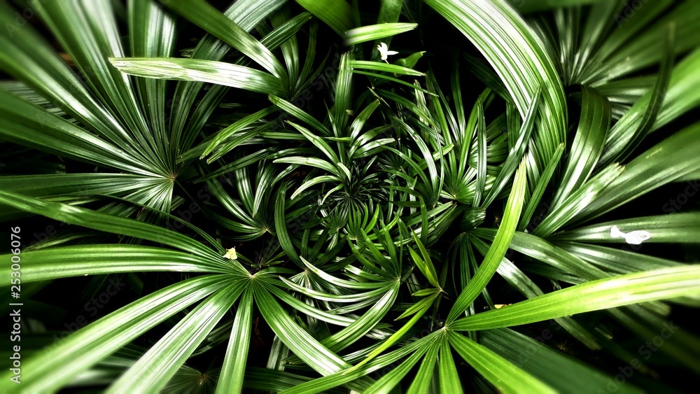 Tropical green leaf