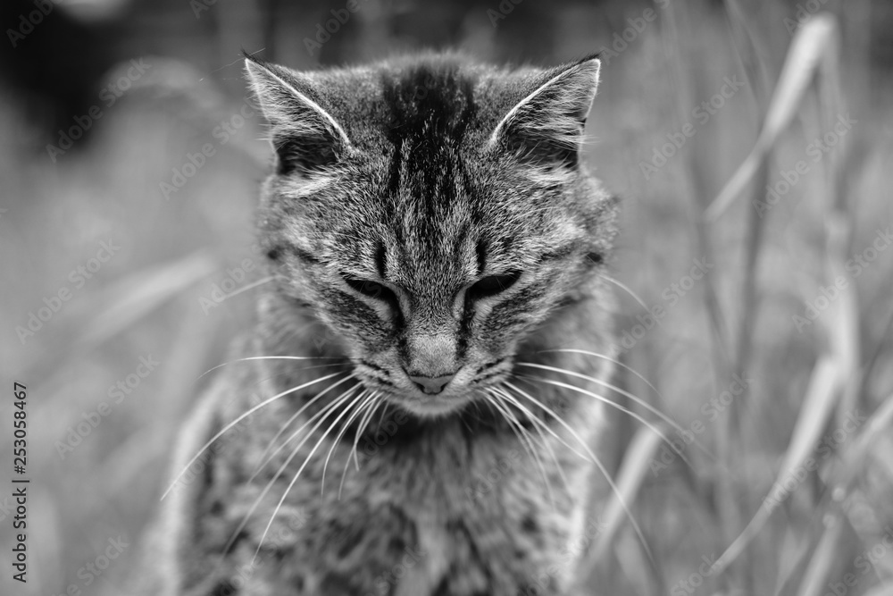 portrait of a cat