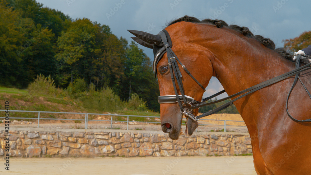 CLOSE UP: Brown horse canters past the camera during warm ups for dressage.