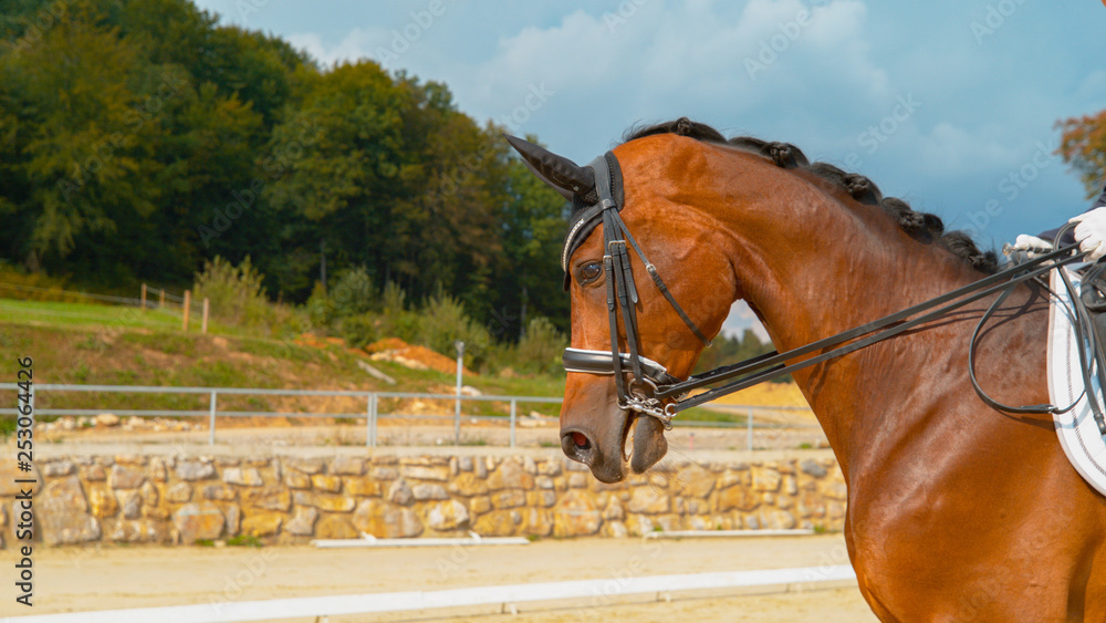 CLOSE UP: Beautiful brown horse is ridden by an unrecognizable English rider.