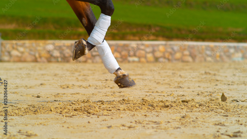 CLOSE UP: Cool shot of brown horses bandaged legs as it canters past the camera.