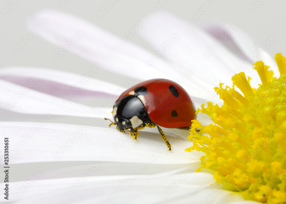 Ladybug on a flower