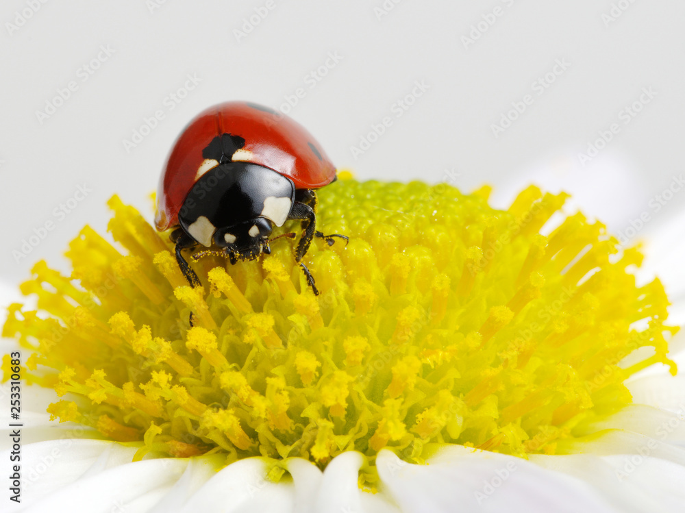 Ladybug on a flower