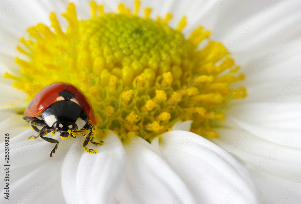 Ladybug on a flower