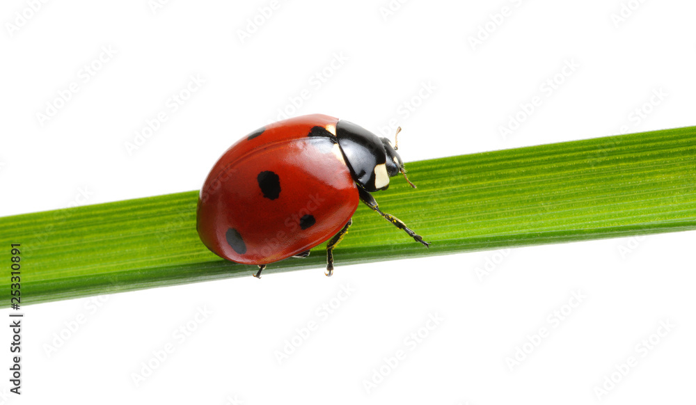 Ladybug on grass