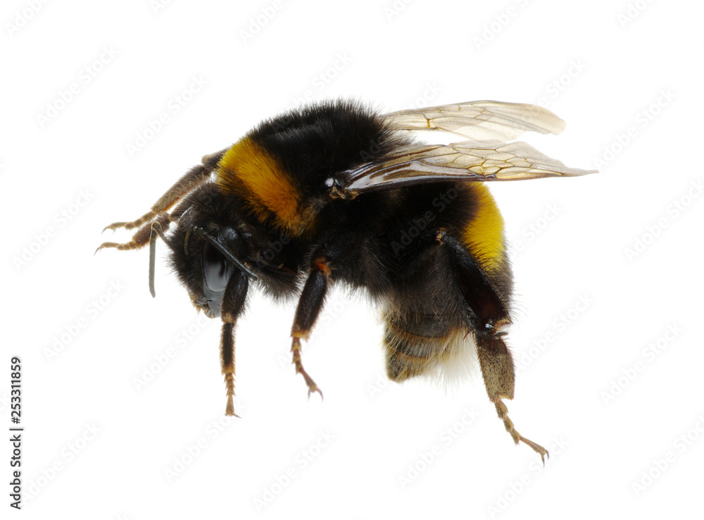 bumblebee isolated on the white