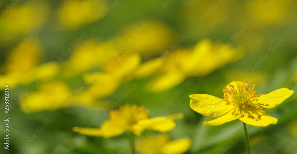 field of spring flowers