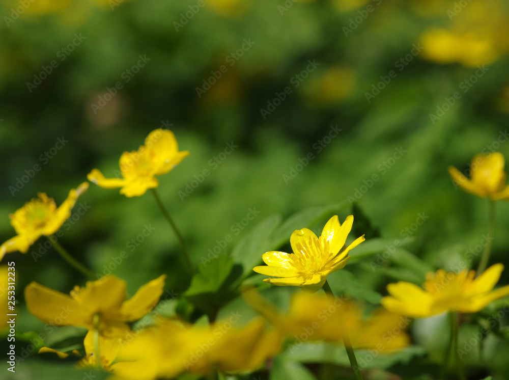 春花田