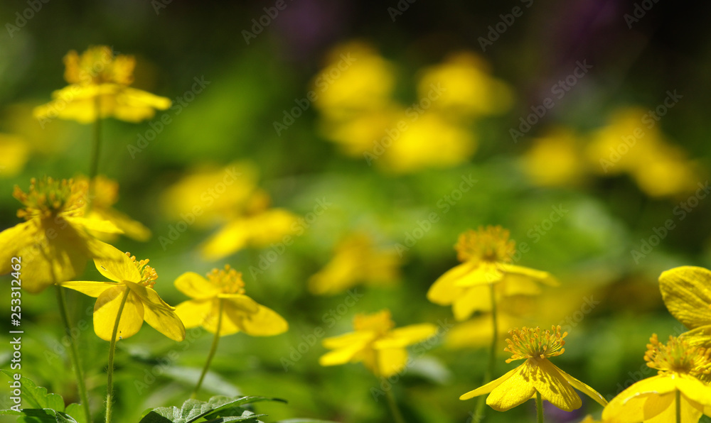 field of spring flowers