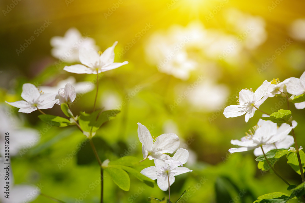 field of spring flowers