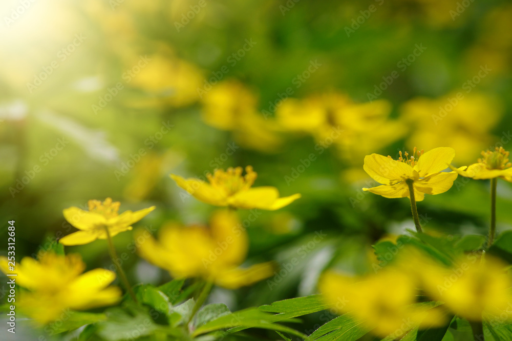 field of spring flowers