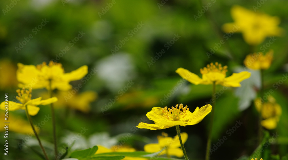 field of spring flowers