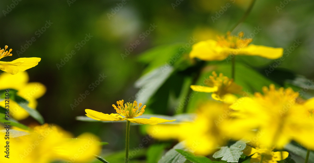 field of spring flowers