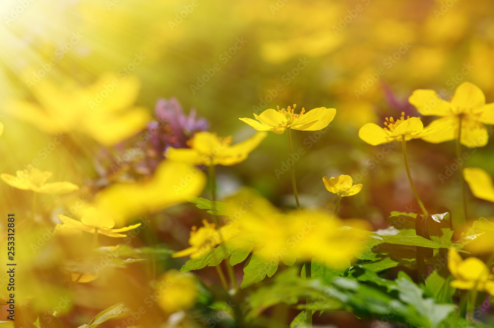 field of spring flowers